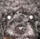 Hund mit Katarakt in beiden Augen