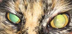 Katze mit weiten Pupillen und Netzhautablösung