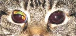 Katze mit Blutungen im Auge