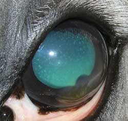 Augenprobleme Beim Pferd Herpesvirus Hornhauttrubung
